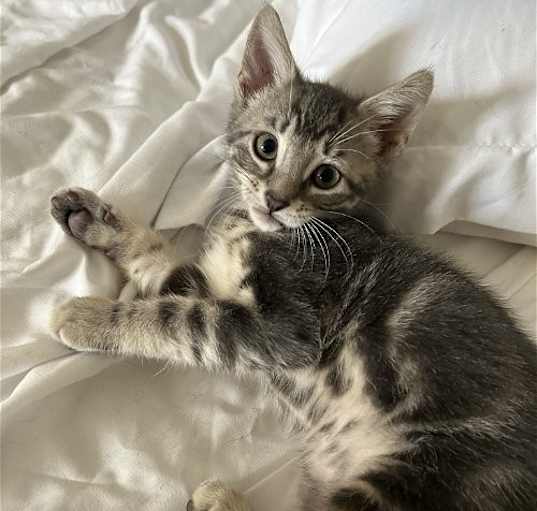 Photo of Atlas KITTEN