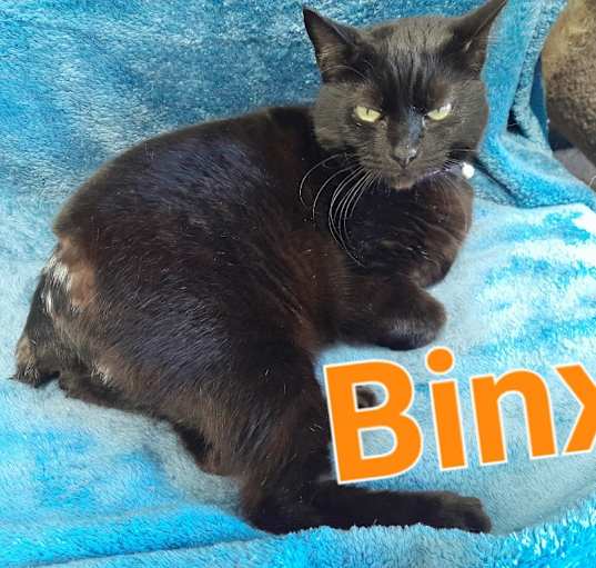 Photo of Binx