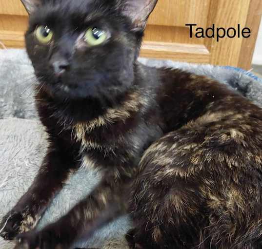 Photo of Tadpole