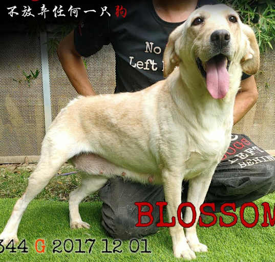 Photo of Blossom 8344