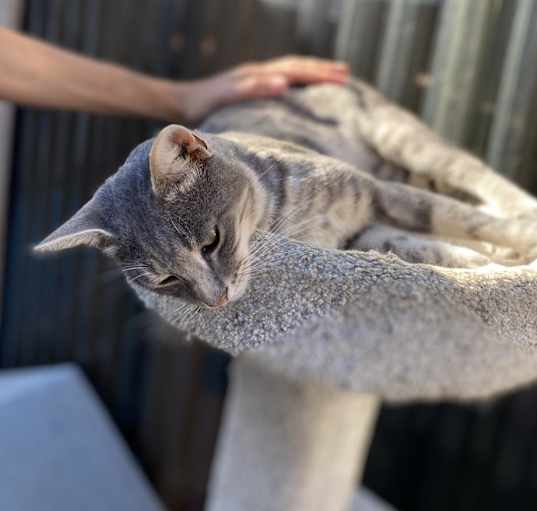 Photo of Ringo the Ringtail