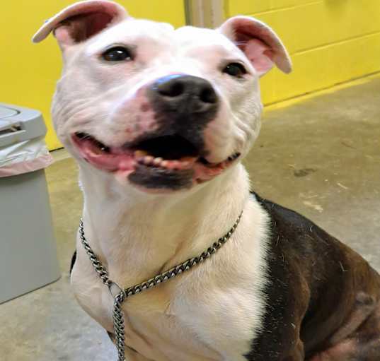 Photo of Nova