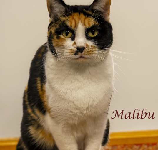 Photo of Malibu (C24-026)