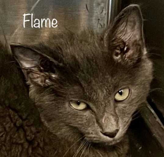 Photo of Flame