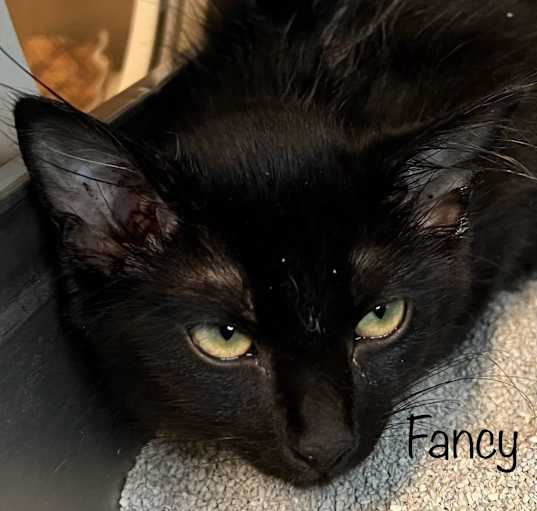 Photo of Fancy