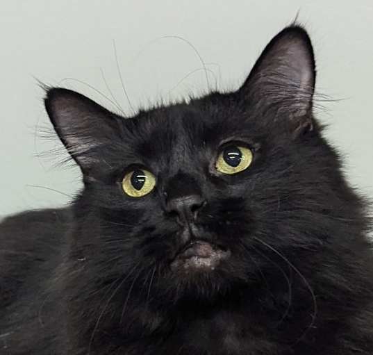 Photo of Angus