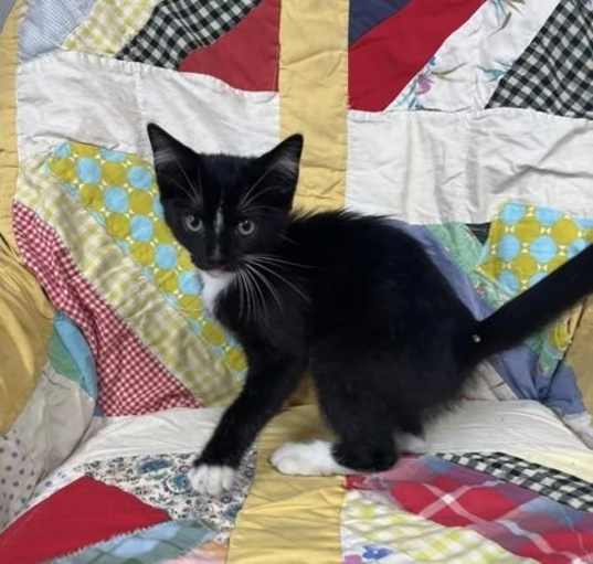 Photo of Sweet Pea