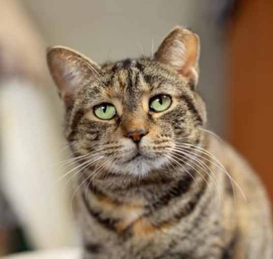 Photo of Pumpkin