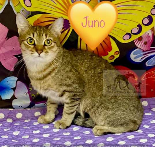 Photo of JUNO