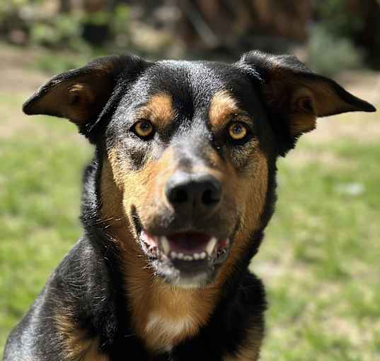 Photo of Maddox - Shepherd/Cattle Dog