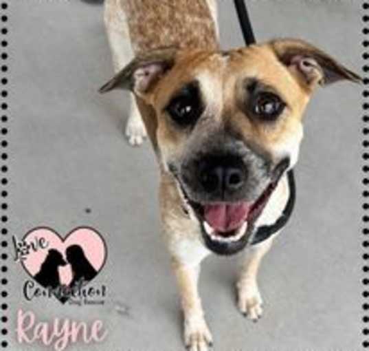 Photo of Rayne