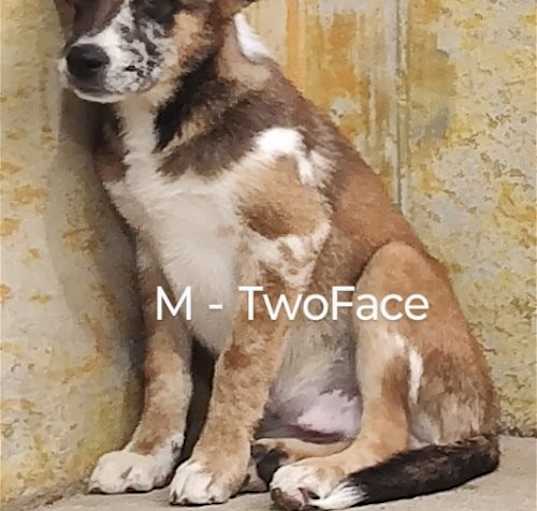 Photo of TwoFace