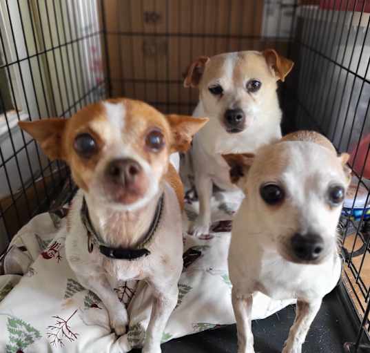 Photo of Chloe, Memory, Buddy