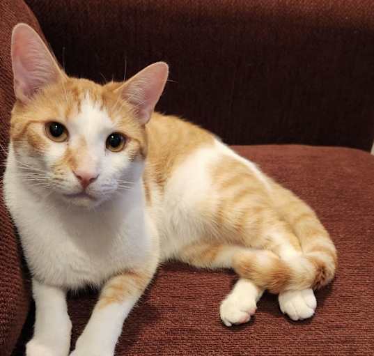 Photo of Ollie