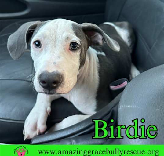 Photo of Birdie