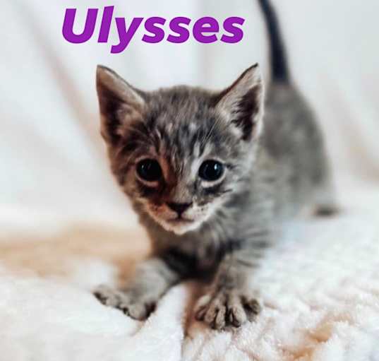 Photo of Ulysses