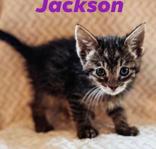 Photo of Jackson