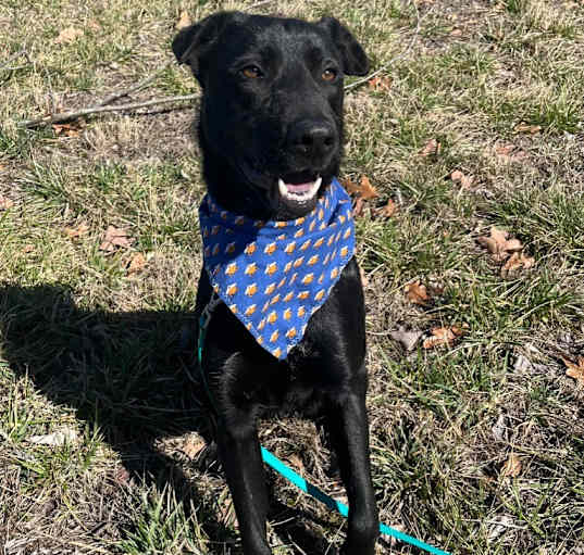 Photo of Dodger