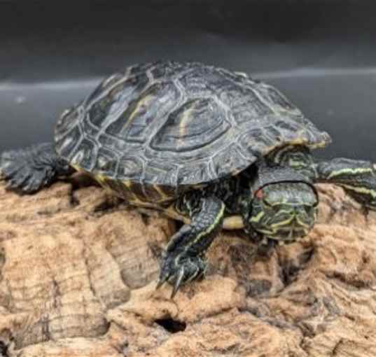 Photo of Tortu