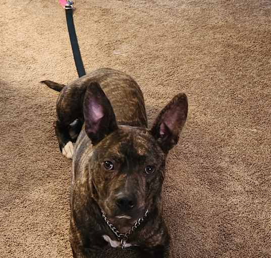 Photo of Rufus
