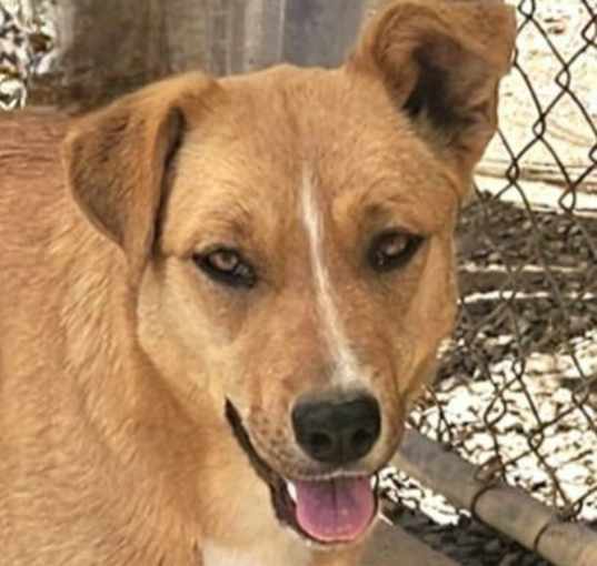 Photo of Tia (CP) Foster or Adopt Me!