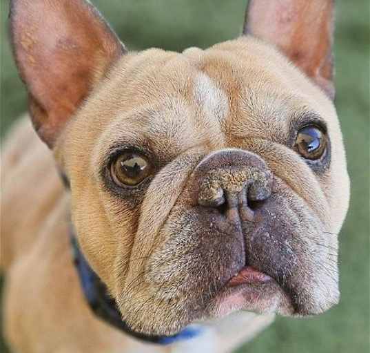 Photo of Tyson French - Adopt Me! (CP)