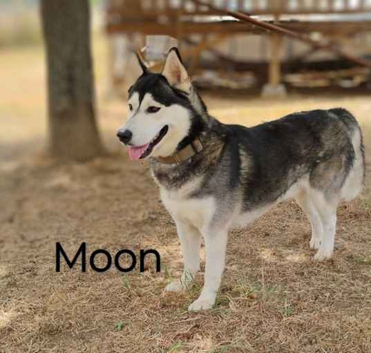 Photo of Moon