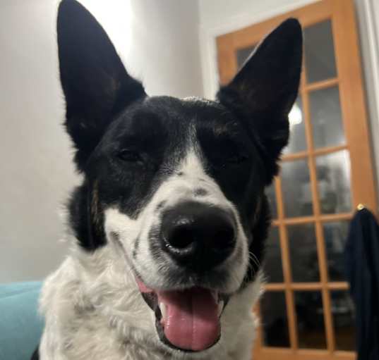 Photo of Pixie