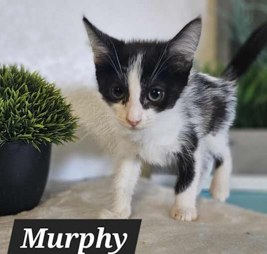 Photo of Murphy