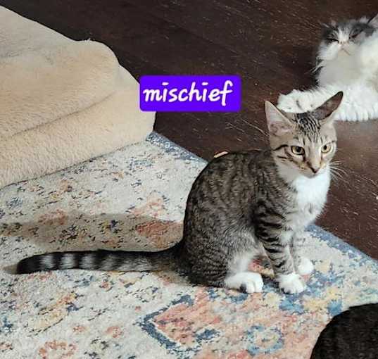 Photo of Mischief