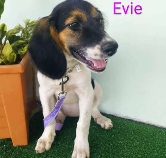 Photo of Evie