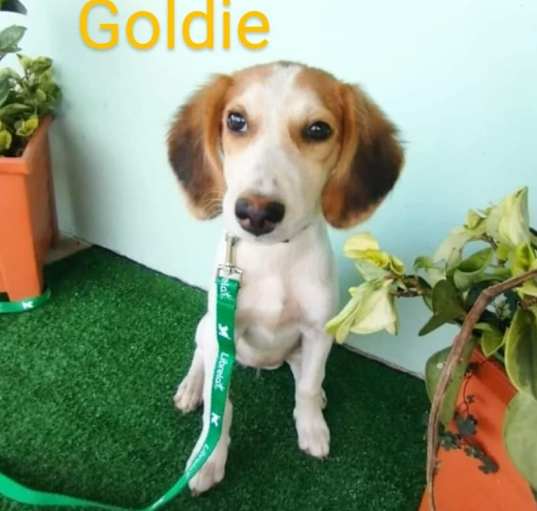 Photo of Goldie