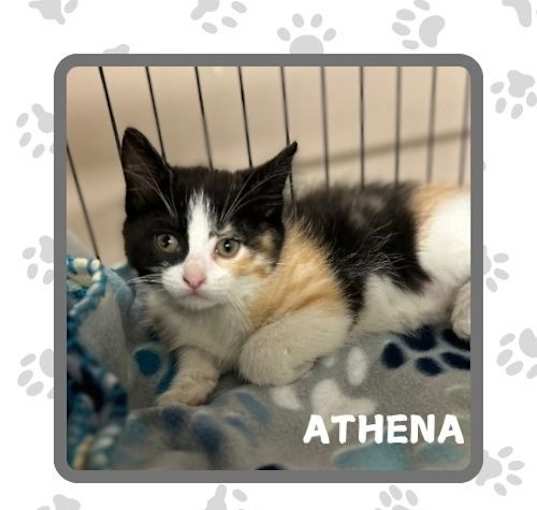 Photo of Athena