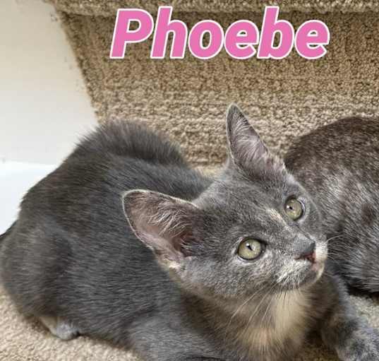 Photo of Phoebe