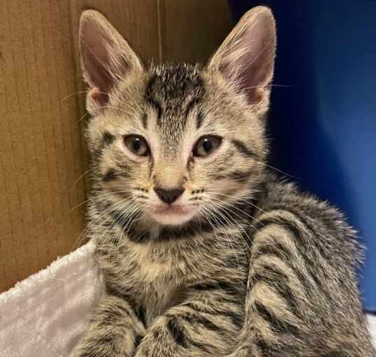 Photo of Brownie Bite (Hostess Litter)