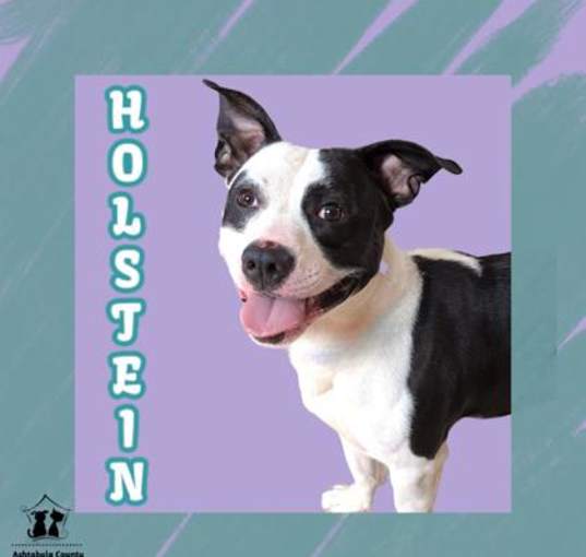 Photo of Holstein