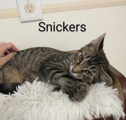 Photo of Snickers