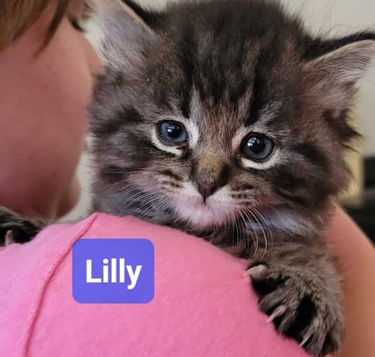 Photo of Lily