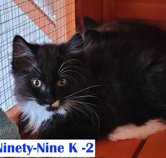 Photo of Ninety-Nine Kitten 2