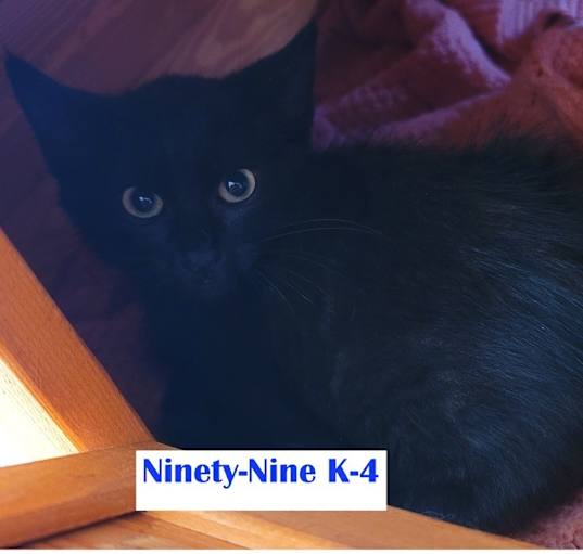 Photo of Ninety-Nine Kitten 4