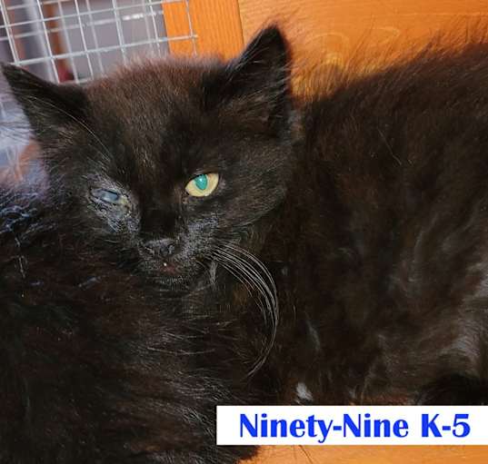 Photo of Ninety-Nine Kitten 5