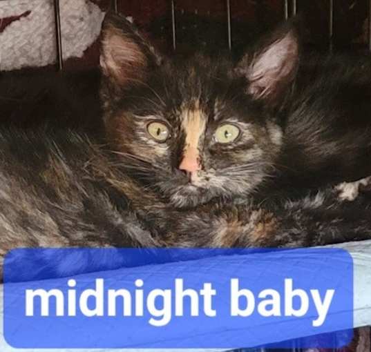 Photo of Midnights baby