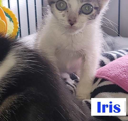 Photo of Iris