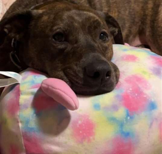 Photo of MOZZIE (COURTESY POST)