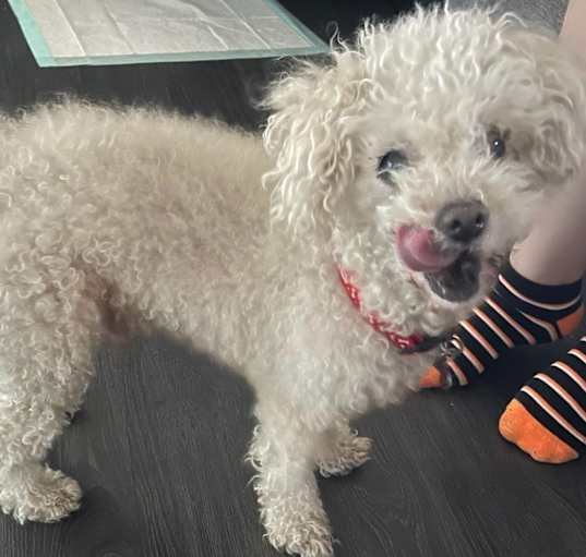 Photo of Buster