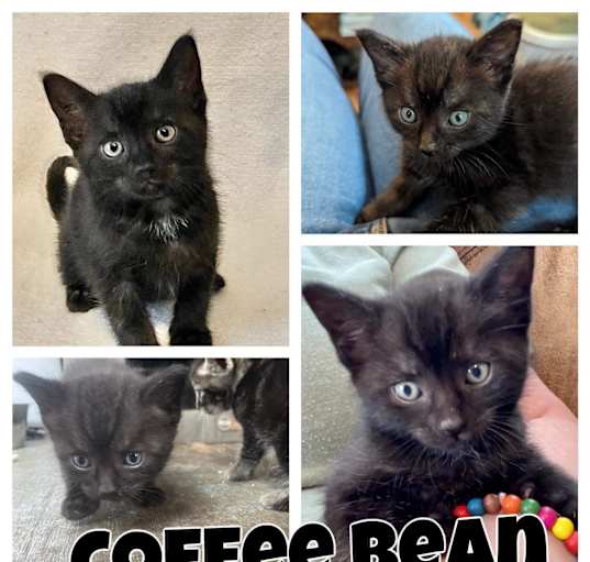 Photo of Coffe Bean