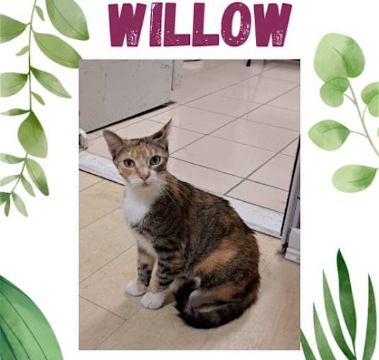 Photo of Willow