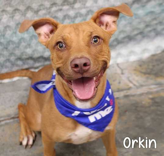 Photo of Orkin