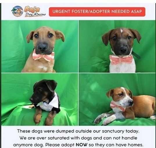 Photo of Help find homes for these street dogs