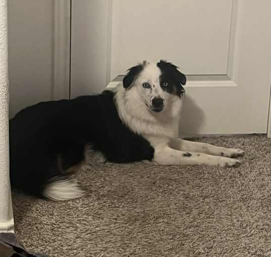 Photo of Koda